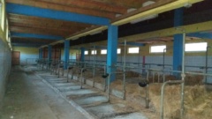 Farma krava Farma krava